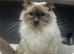 Handsome Full Pedigree Ragdoll Boy