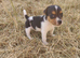 Gorgeous Pedigree Jack Russell Puppies