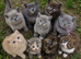 GCCF registered Chunky kittens