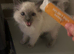 Ragdoll kitten