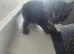 5 kittens cuties