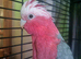 Galah cockatoo