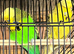Bonded pair of exhibition budgies