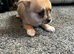 Cute puppies for sale