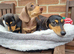2 Beautiful Mini Dachshunds for sale