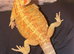 Baby Girl Dragon
