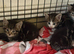 Beautiful half main coon kittens