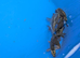 5 x young ghost koi carp