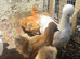 Silkie hens