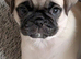 Beautiful pug puppy