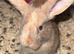 Baby rabbit