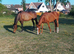 15.3 chestnut mare