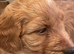 puppies are now fully Vaccinated and not due again for a year