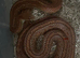 Corn snakes for sale