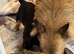 Homebred Jack Russel x Norwich terrier (cross) puppies