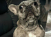 frenchie pups