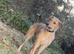 Beddy whippet grey Lurcher