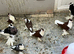 Lahore some pairs