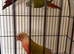 Baby conure Glasgow