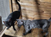 Bengal for sale Peterborough