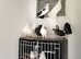 Exhibition Fantails