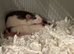 2 Bonded Female Rats with Cage & Accessories