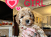 Stunning Cavapoo puppies for sale