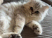 Beautiful white/grey female Persian kitten 4 month old