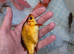 Large goldfish