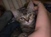 Girl kitten
