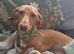 Dahound boy
