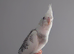 Hand reared silly tame DNA sexed baby cockatiels