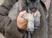 Wolfhound/Caucasian