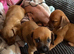 Dachshund puppies