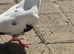 Afghani pigeons in Southall