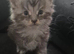 Pure Bred Maine Coon Kittens