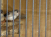 Zebra finches females
