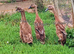 *VERY RARE*Pairs of Fawn Indian Runner Ducks