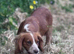 KC registered Adult Cocker spaniel
