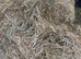 Good Haylage Big 4'6 Round Bales Horse Pony Feed Collect from Scarborough