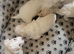 Puppies