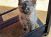2 ragdoll Mix Kittens