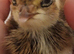 Japanese Corturnix quail (jumbo parents) unsexed. Hatched 24/05/2026