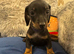 Miniature dachshunds