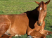 16.2hhs chesnut gelding