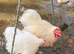 White Pekin Bantam Hatching Eggs &ndash; Small Friendly Chickens &ndash; Pure Colour