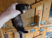 Micro polecat hob- 6months old-Angora and black in him also.
