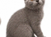 TICA /Scottish fold/BSH kittens