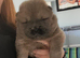 2 stunning chow chow puppies