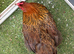 Silkie chicken